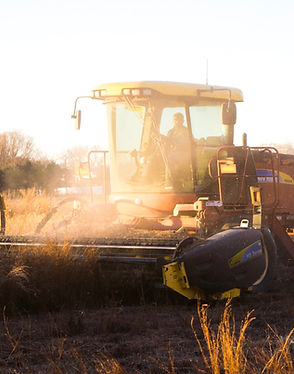 Sunset Harvest